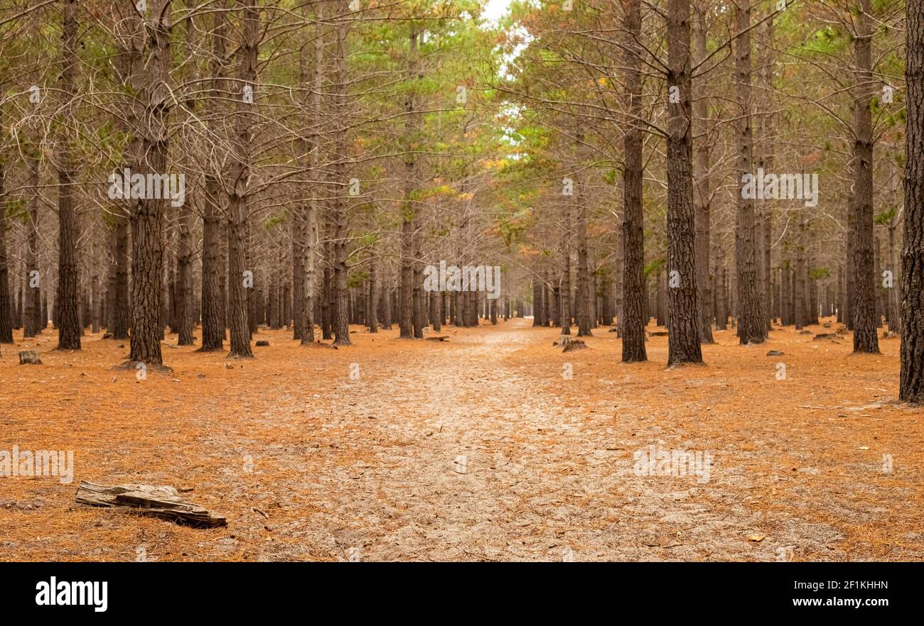 Rangées d'arbres dans une plantation de forêt de pins à Cape Town, Afrique du Sud Banque D'Images