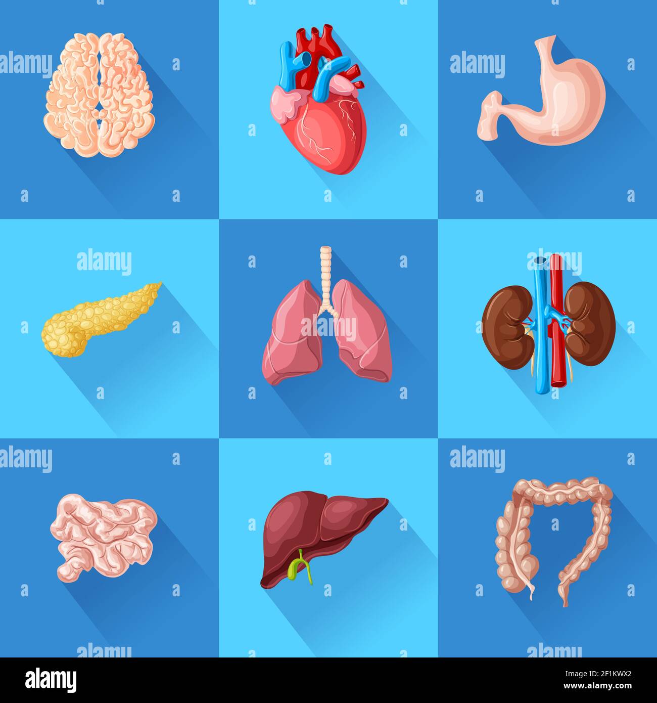 Organes internes humains avec cerveau coeur estomac pancréas intestins poumons reins et foie illustration de vecteur isolé Illustration de Vecteur