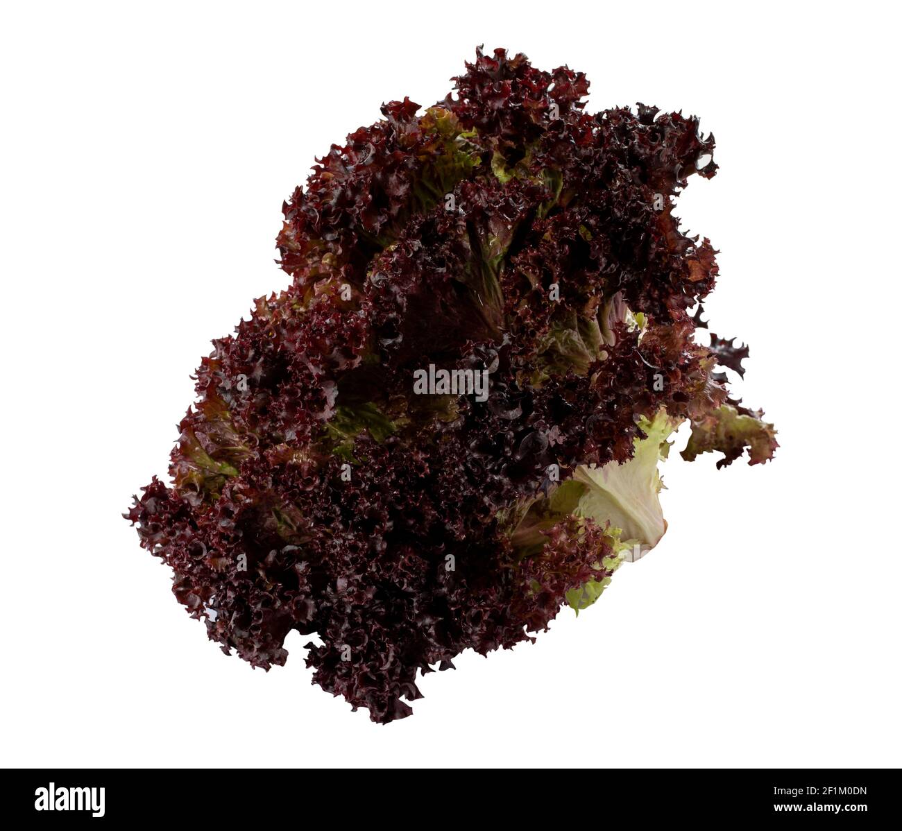 laitue rouge isolée sur fond blanc Banque D'Images