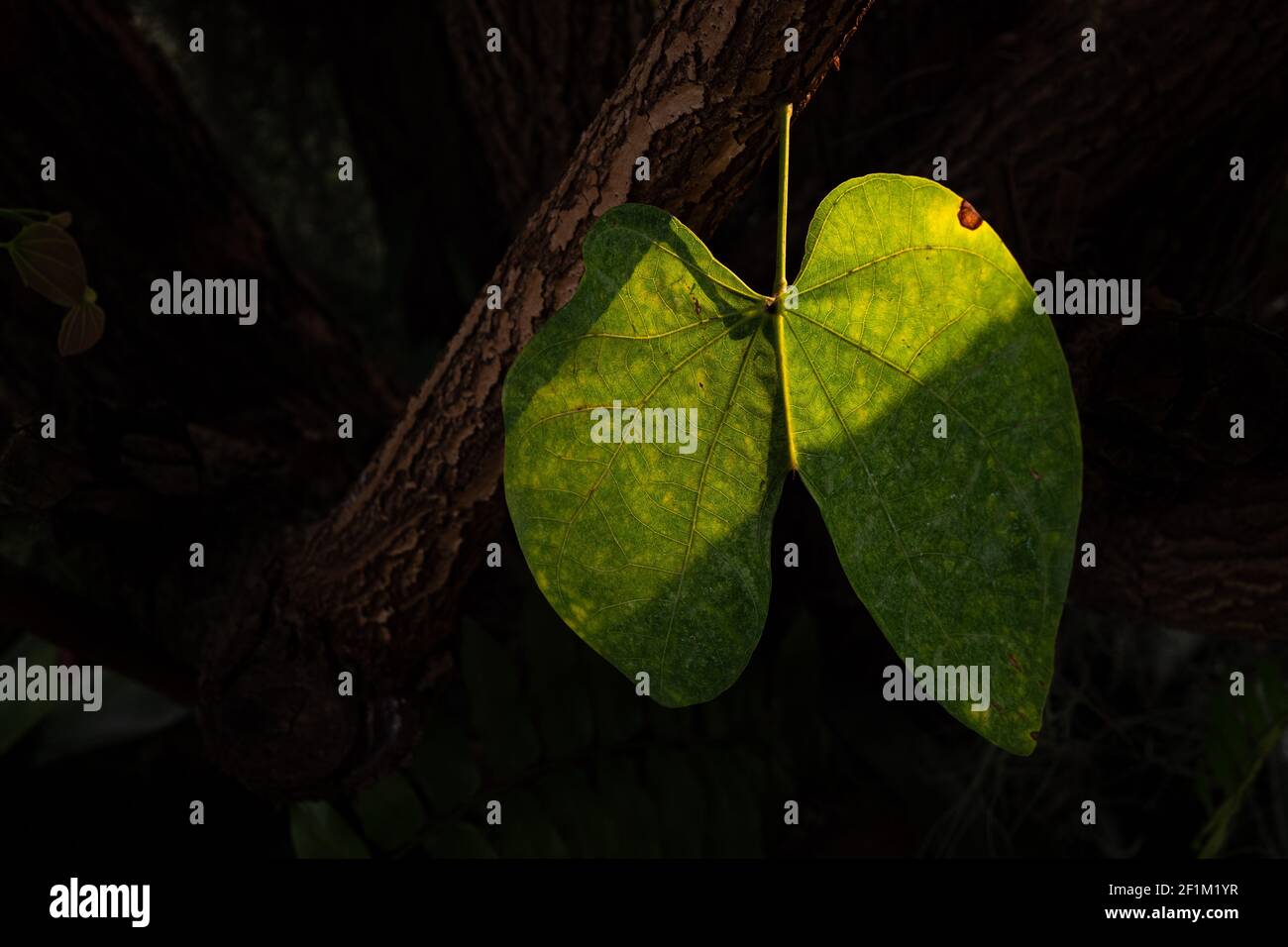 Feuille d'arbre avec lumière du soleil sur fond sombre, concept poumon de la terre Banque D'Images
