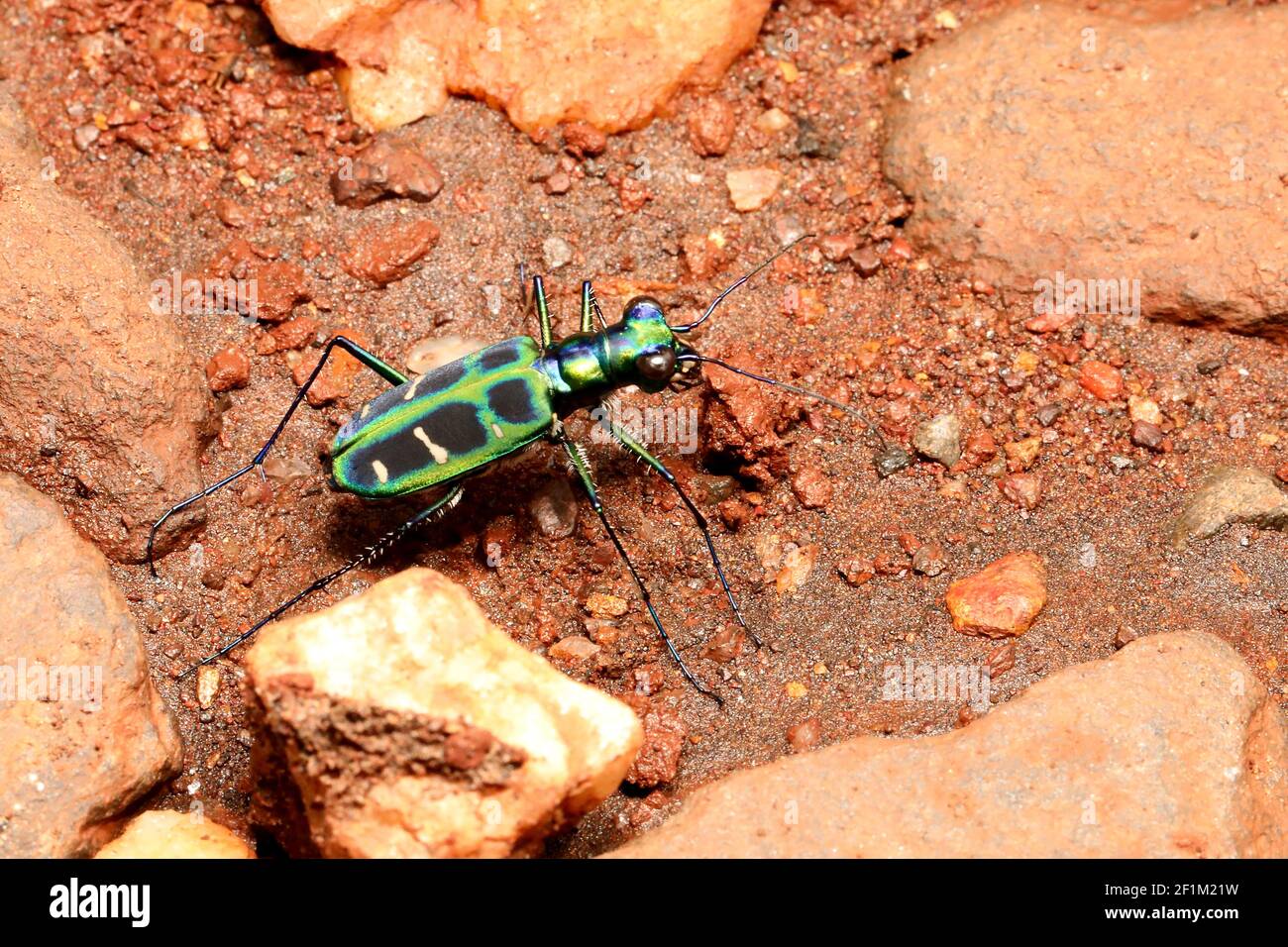Tiger Beetle, Cicindela duponti, Ganeshgudi, Karnataka, Inde Banque D'Images