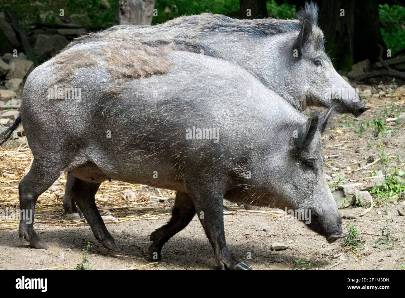 Deux sangliers Sus scrofa Allemagne Banque D'Images