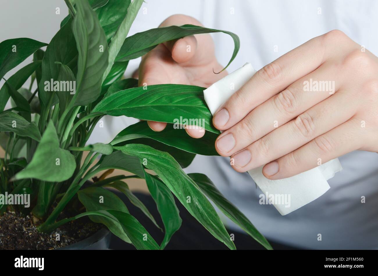 Nettoyage des mains de l'usine de ficus par serviette humide Banque D'Images
