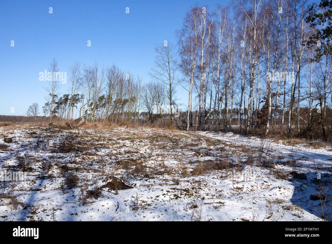 Le vide s'étend après la forêt détruite, après le passage de la tempête et le dégagement des brise-vent. Banque D'Images