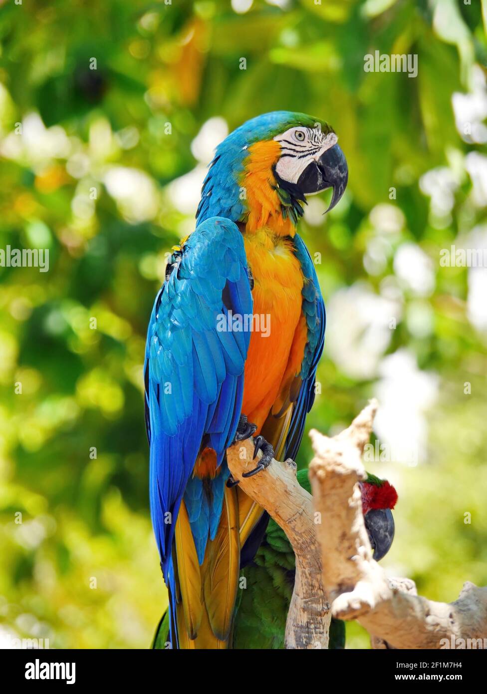 Perroquet bleu et jaune de Macaw (Ara ararauna), également connu sous le nom de Macaw bleu et or situé sur la branche dans le zoo de Majorque, Espagne Banque D'Images