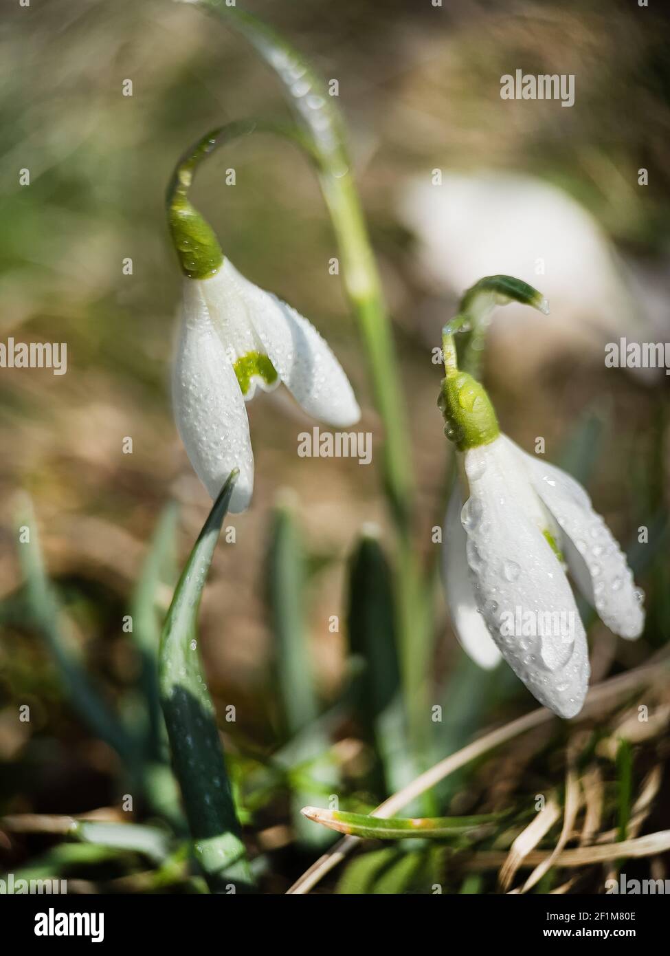 Macrophoto des chutes de neige avec rosée en plein air tôt le matin. Fleurs du premier printemps, lumière du soleil. Banque D'Images