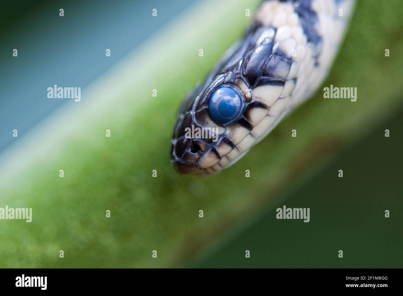 Portrait d'un serpent d'herbe barré avec des écailles pour les yeux mouleurs Banque D'Images