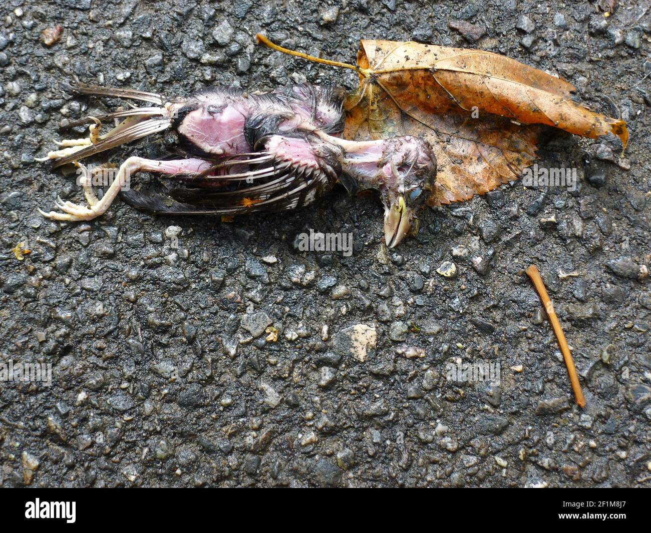 Jeune oiseau mort couché sur le sol Banque D'Images