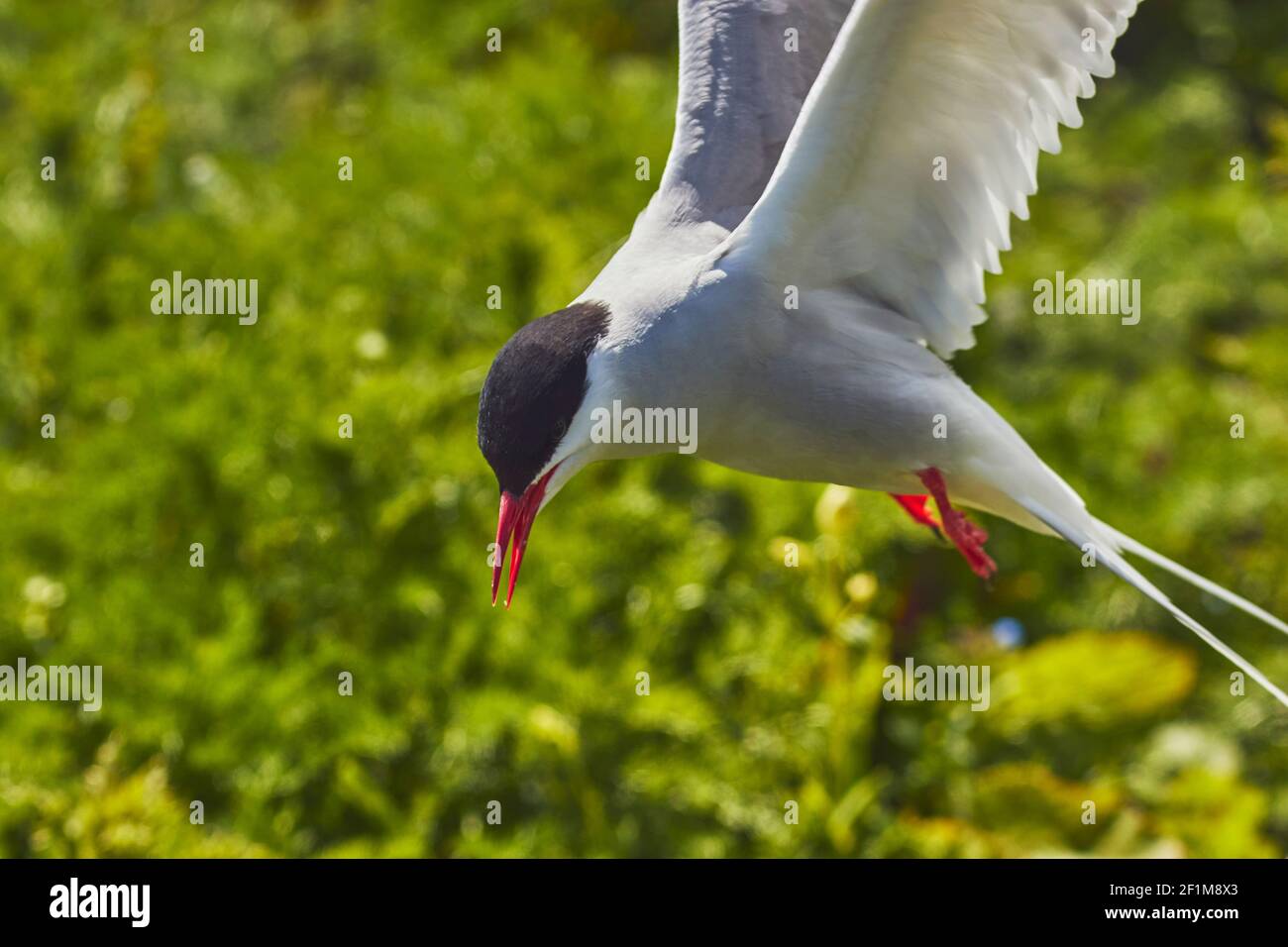 Une sterne arctique, Sterna paradisaea, défendant son territoire de nidification auprès des visiteurs, dans l'intérieur de la Farne, les îles Farne, Northumberland, Grande-Bretagne. Banque D'Images