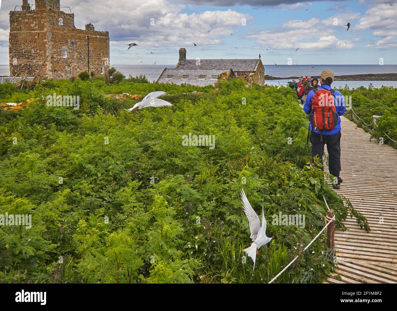 Sternes arctiques, Sterna paradisaea, défendant leurs sites de reproduction contre les visiteurs, dans l'intérieur de la Farne, les îles Farne, Northumberland, Angleterre, ROYAUME-UNI. Banque D'Images
