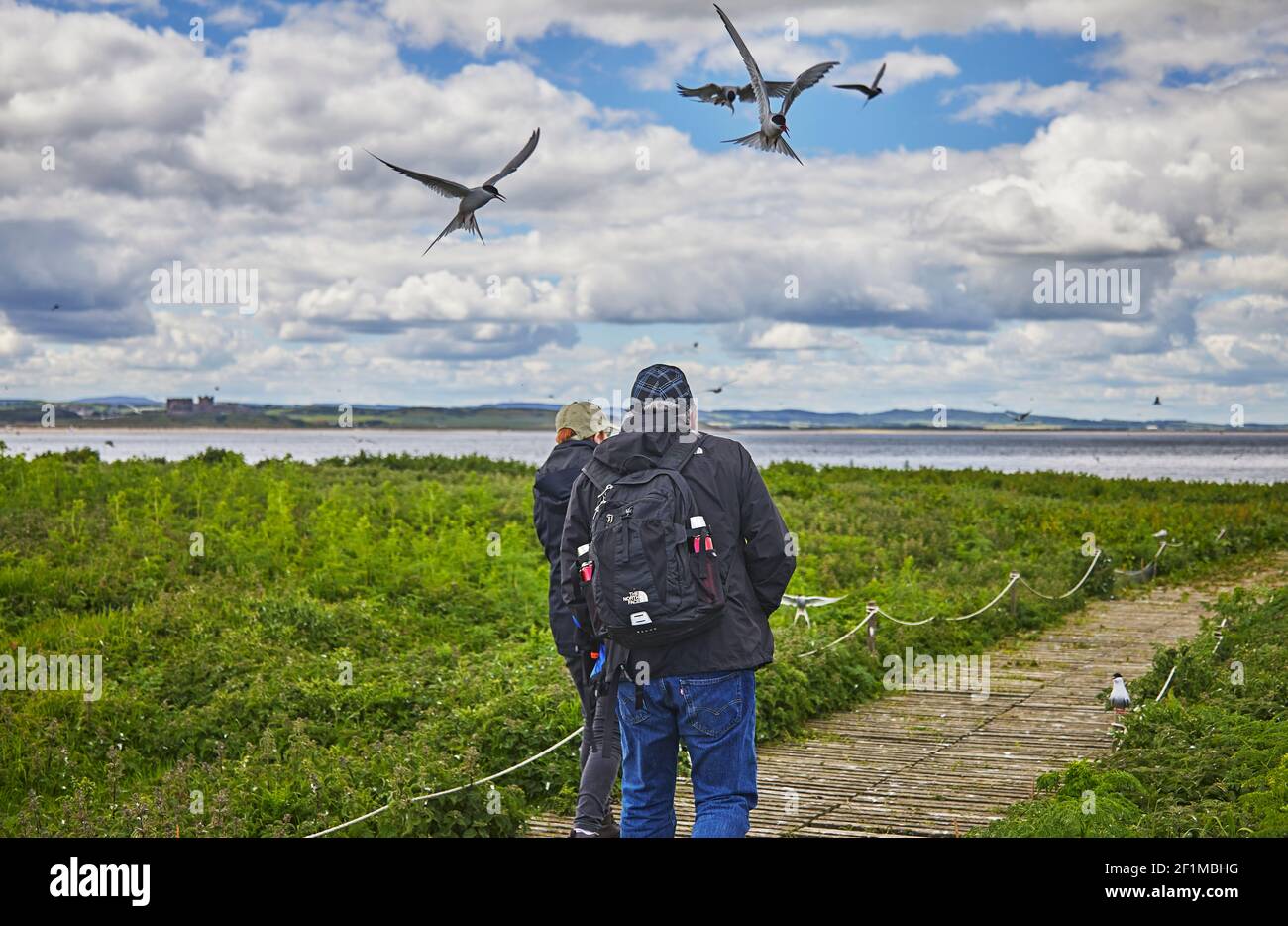 Sternes arctiques, Sterna paradisaea, défendant leurs sites de reproduction contre les visiteurs, dans l'intérieur de la Farne, les îles Farne, Northumberland, Angleterre, ROYAUME-UNI. Banque D'Images