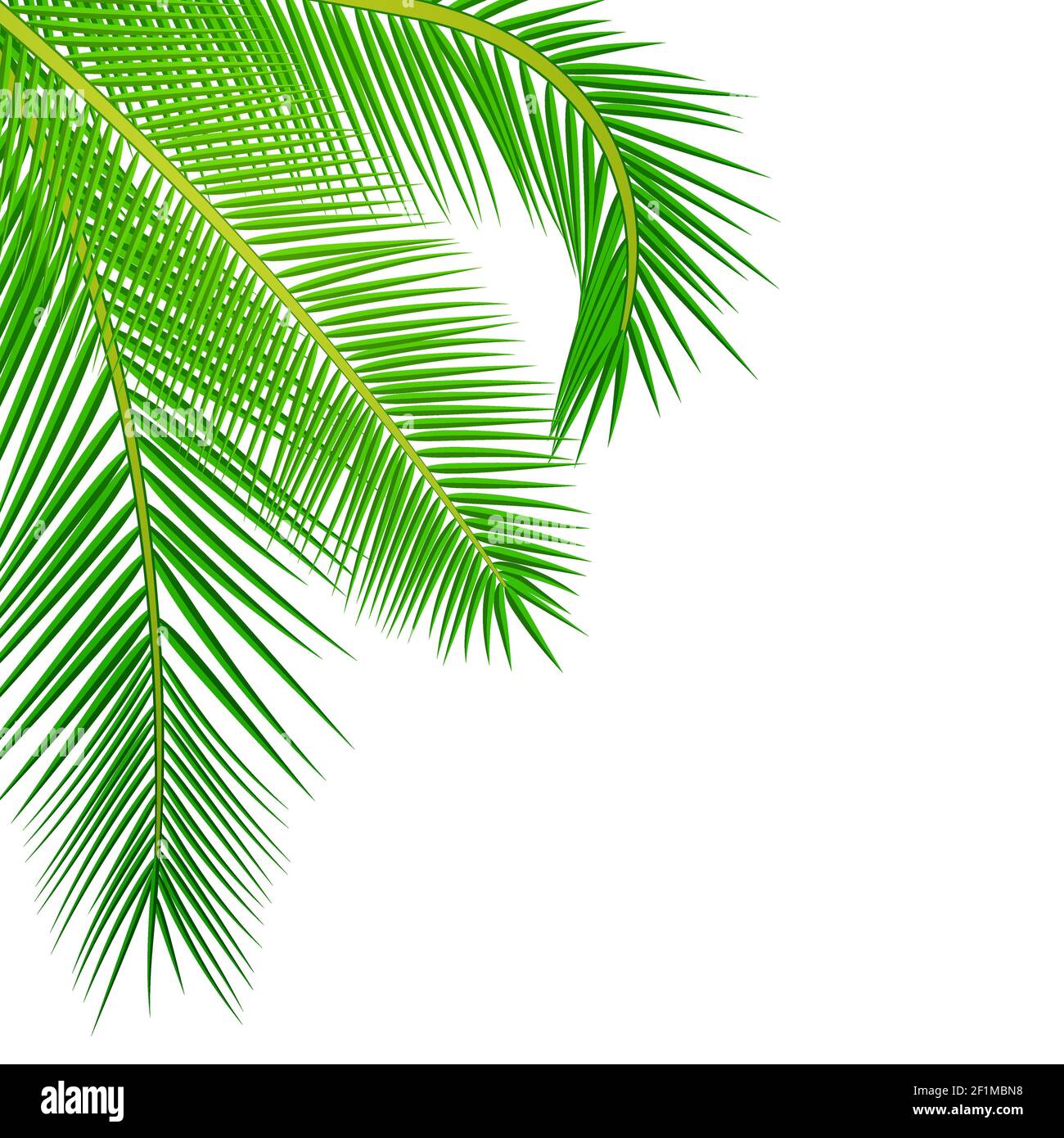 Les feuilles de palmier. Illustration de Vecteur