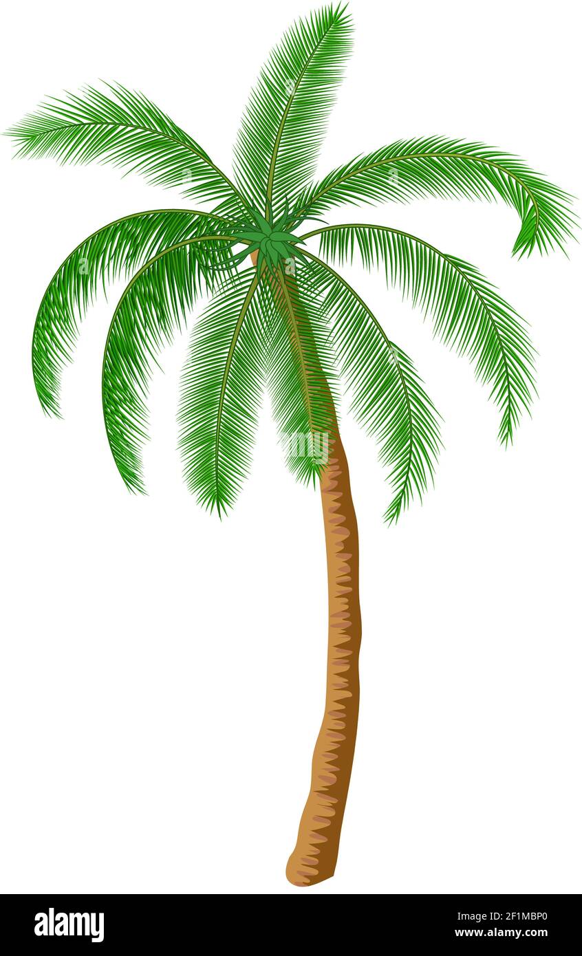 Un palmier Illustration de Vecteur