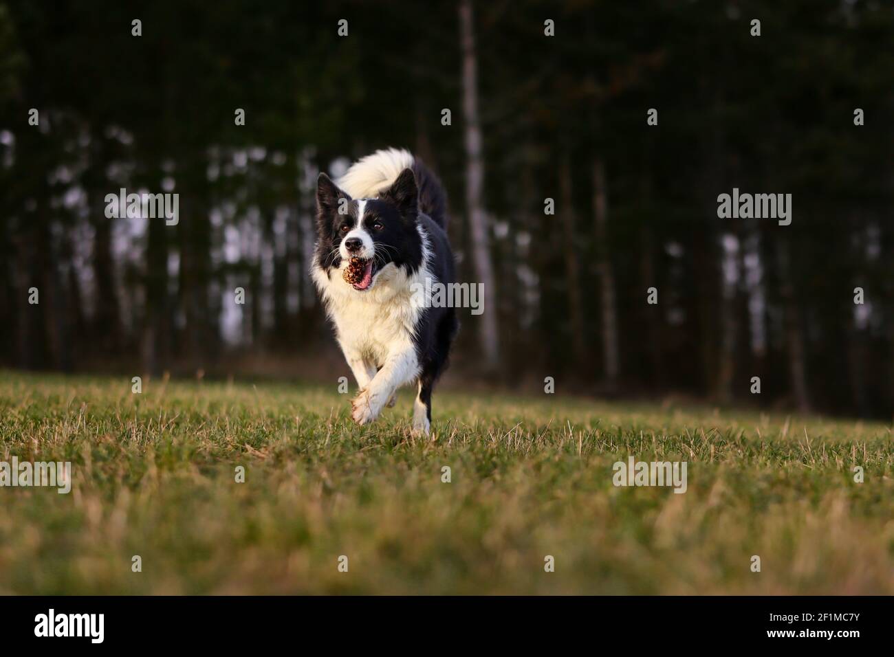 Sweet Border Collie court avec Cone dans sa bouche pendant l'heure d'or. Adorable chien noir et blanc actif dans la nature. Banque D'Images