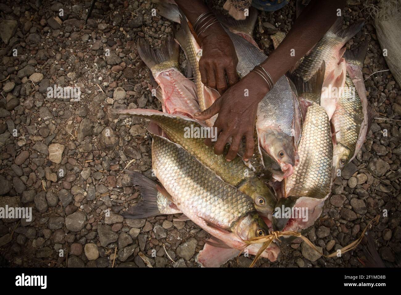 Poisson, lac Turkana. Kenya. Banque D'Images