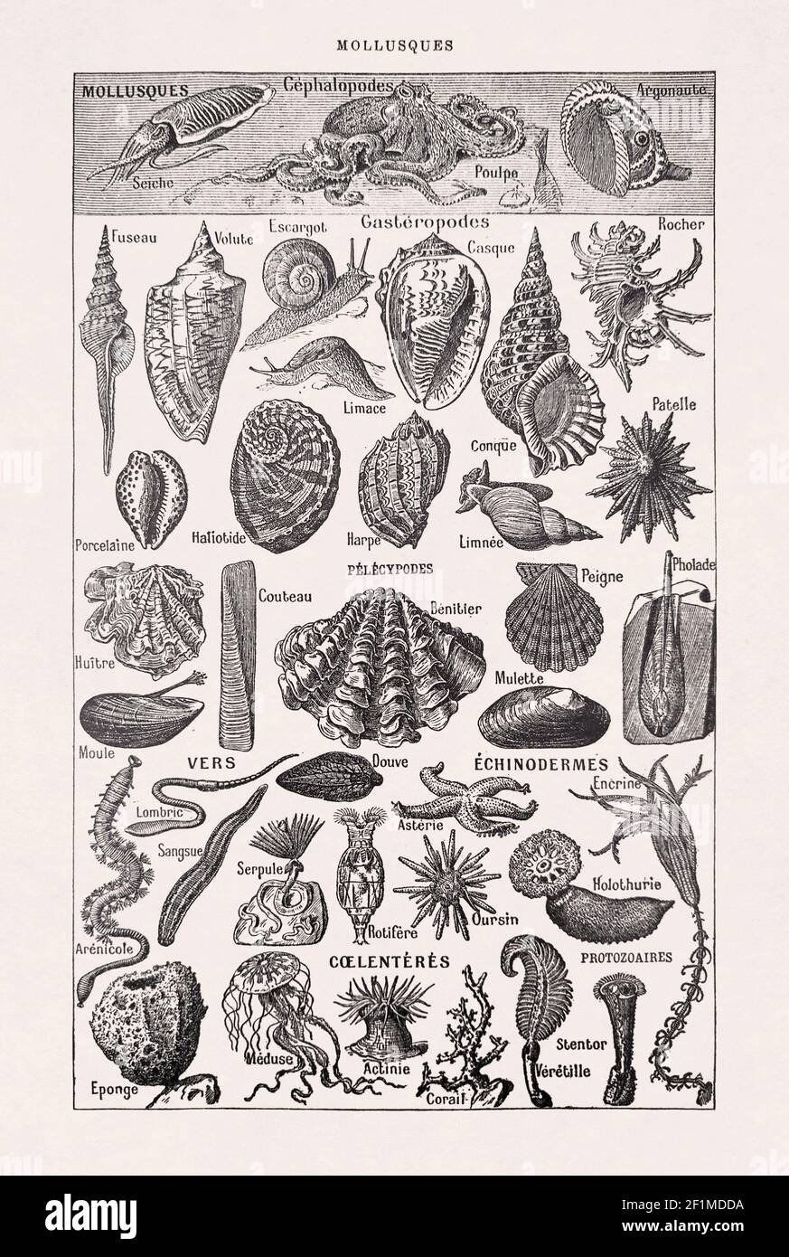 Ancienne illustration de la vie marine (mollusques, vers, échinodermes, coelentérats et infusoria) par Millot & Demoulin dans le dictionnaire français 'dict Banque D'Images
