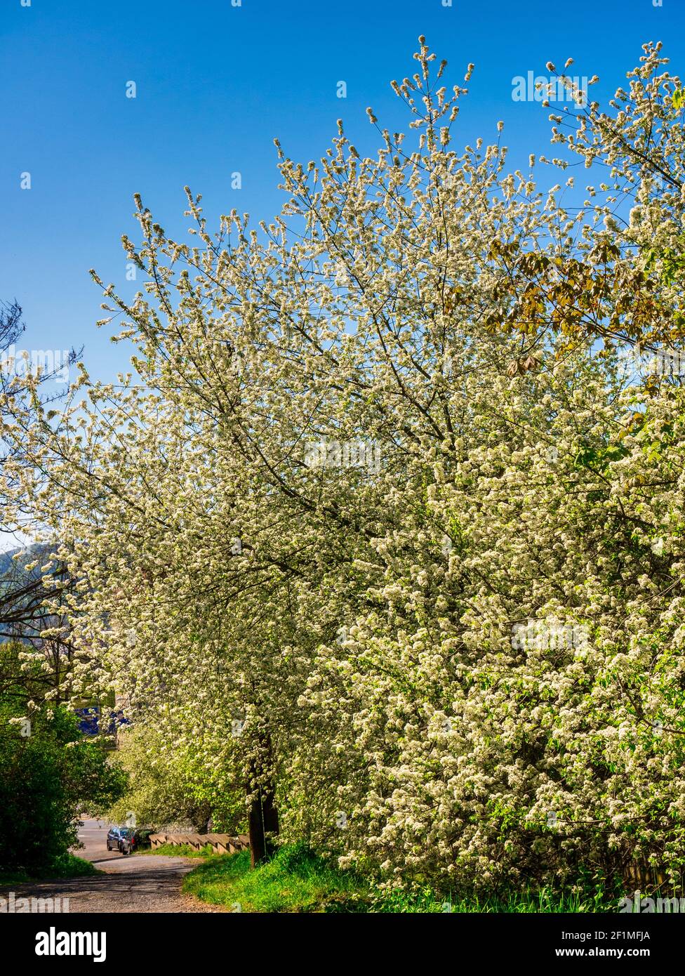 Fleurs des cerisiers - Prunus avium - sur le côté de la route. Banque D'Images