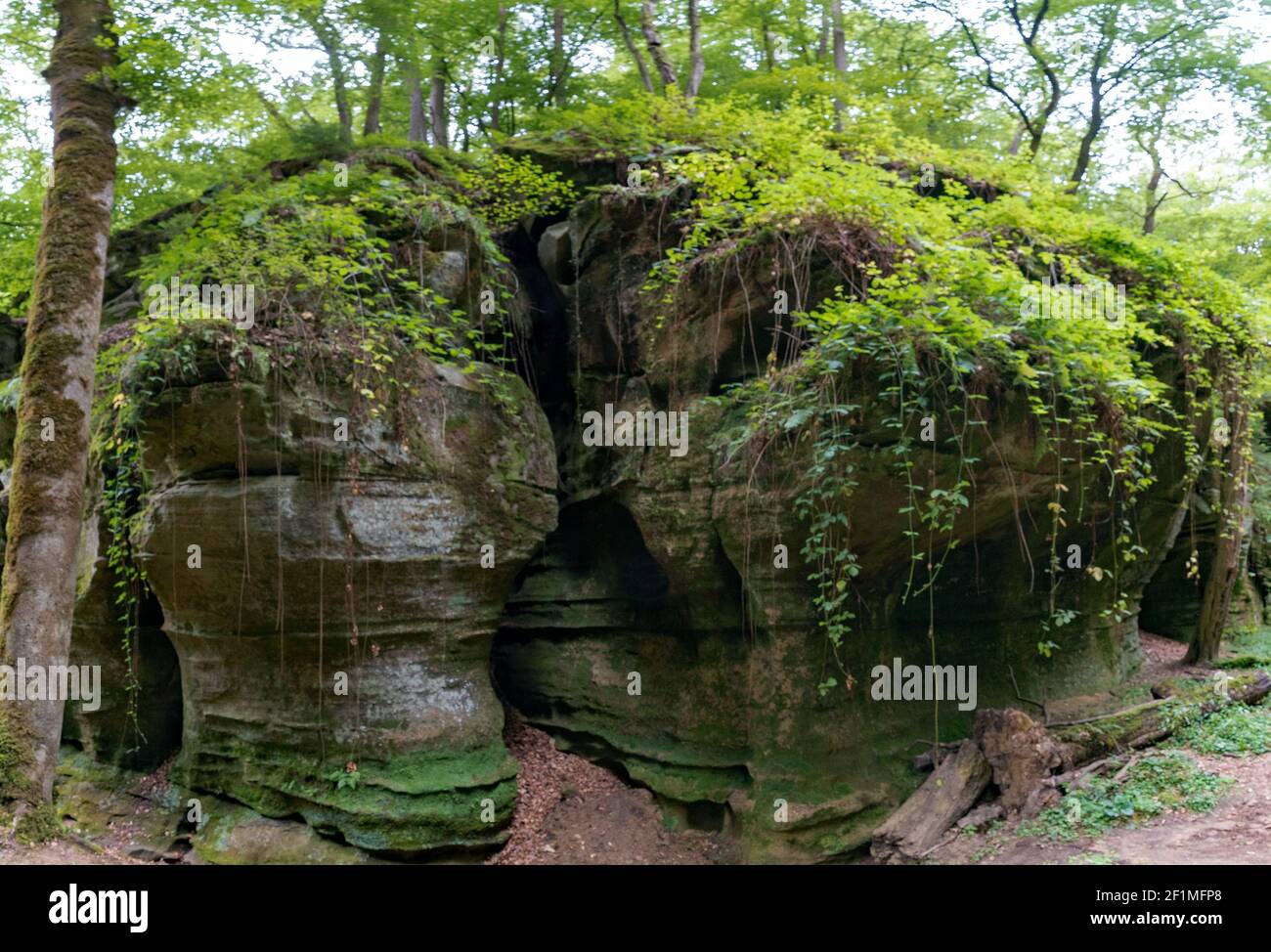 Forêt européenne verte sauvage et canyons de grès Banque D'Images