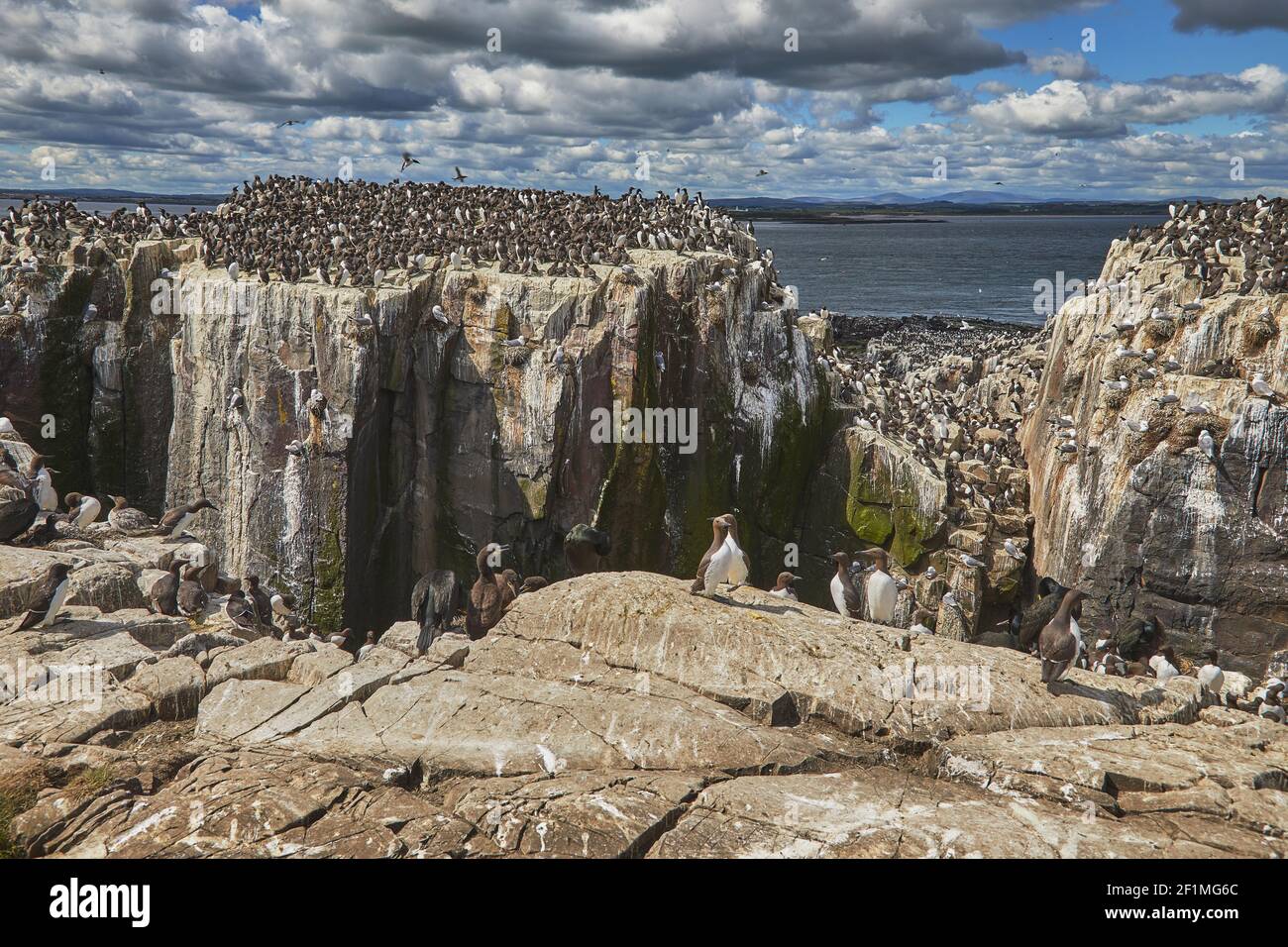 Guillemots, Uria aalge, nichant sur les falaises de l'île de Staple, les îles Farne, Northumberland, Grande-Bretagne. Banque D'Images