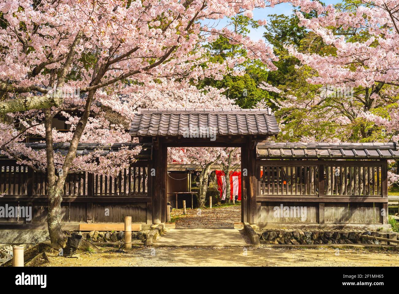 Temple Daikaku ji avec fleur de cerisier à arashiyama, kyoto, kansai, japon Banque D'Images