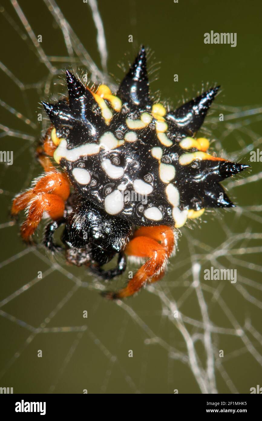 Australian Jewel Spider sur le Web. Banque D'Images
