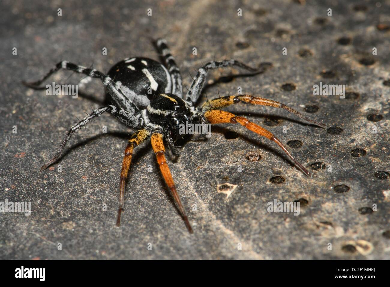 Spider Swift à pattes orange pour une pause. Banque D'Images