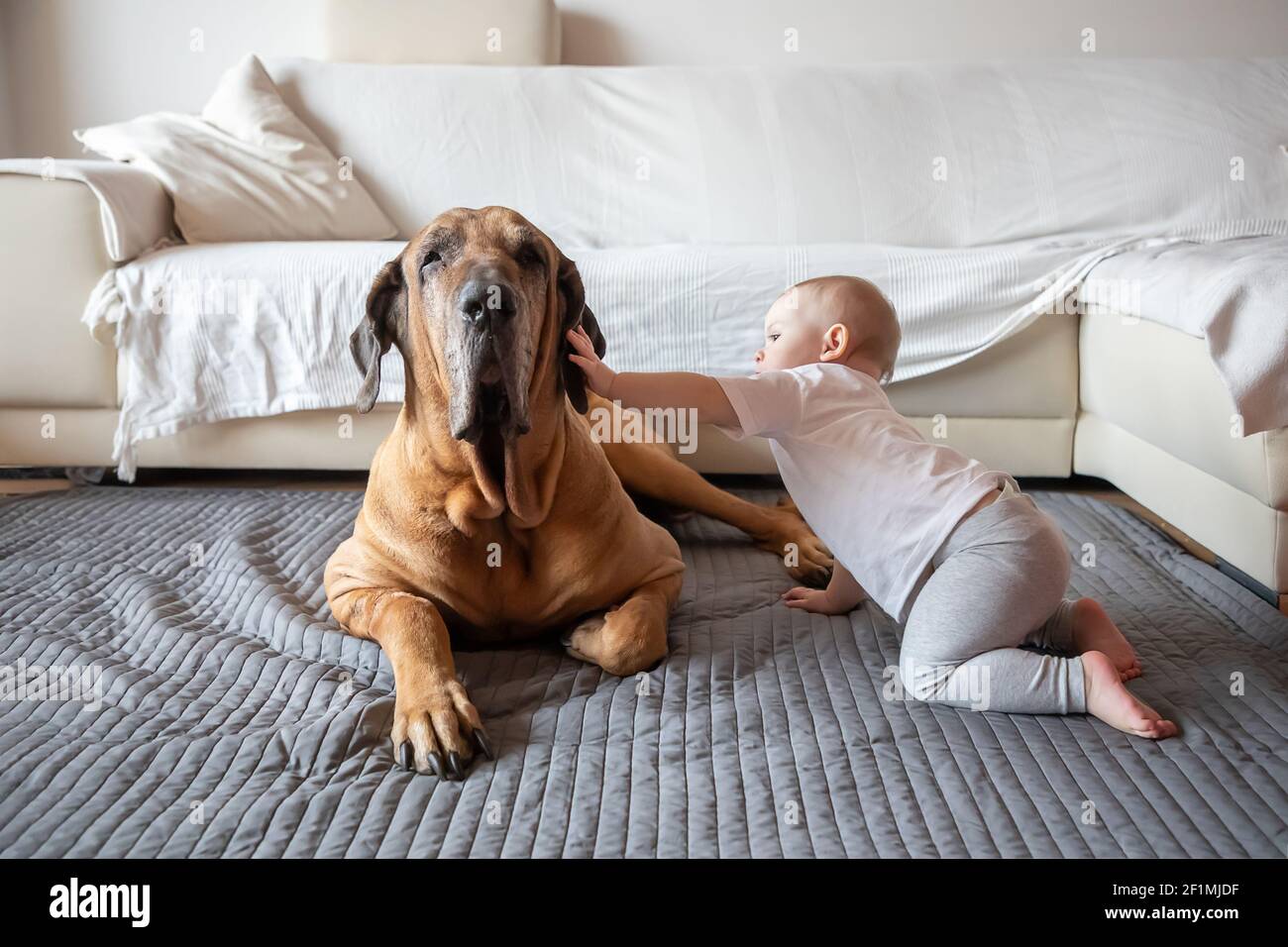 Petite fille jouant avec un grand chien dans la salle de séjour à la maison  de couleur blanche. Le chien est la race de fila brasileiro. Le concept de  style de vie,