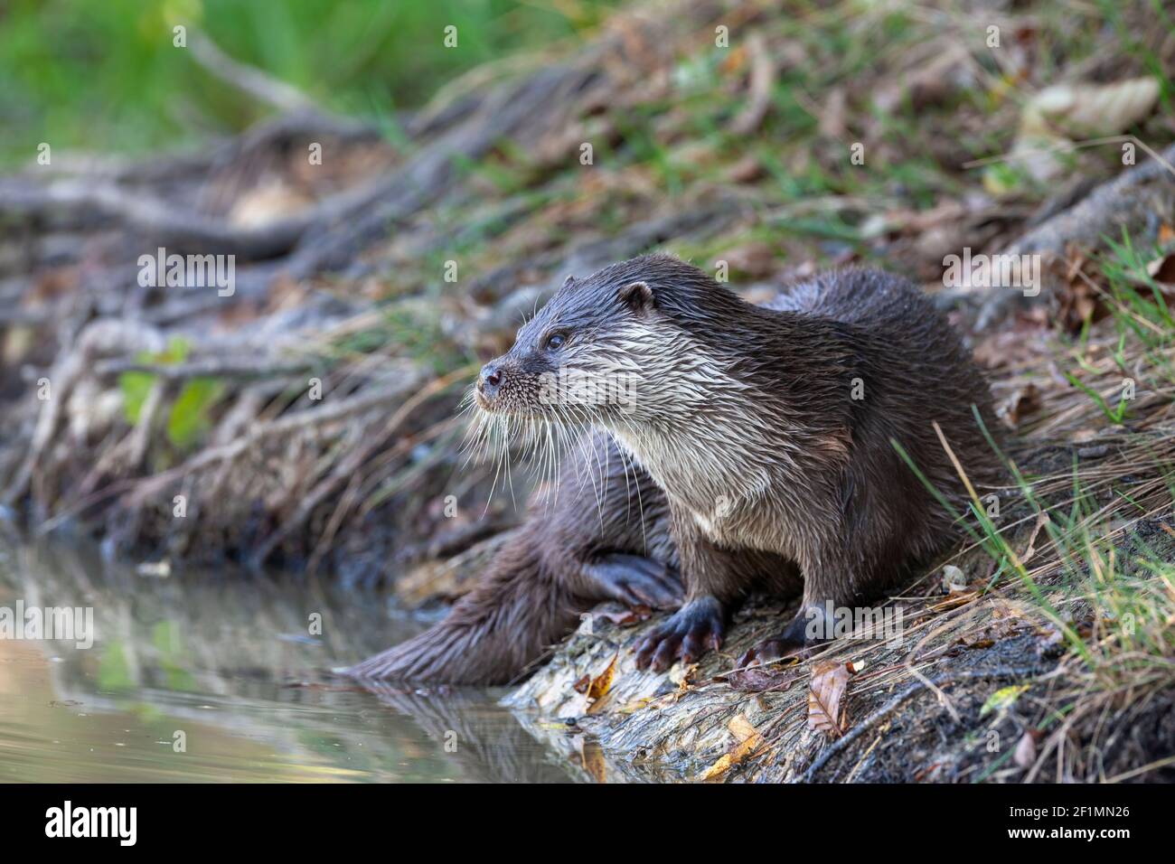 Loutre européen (Lutra lutra), captif, Royaume-Uni Banque D'Images