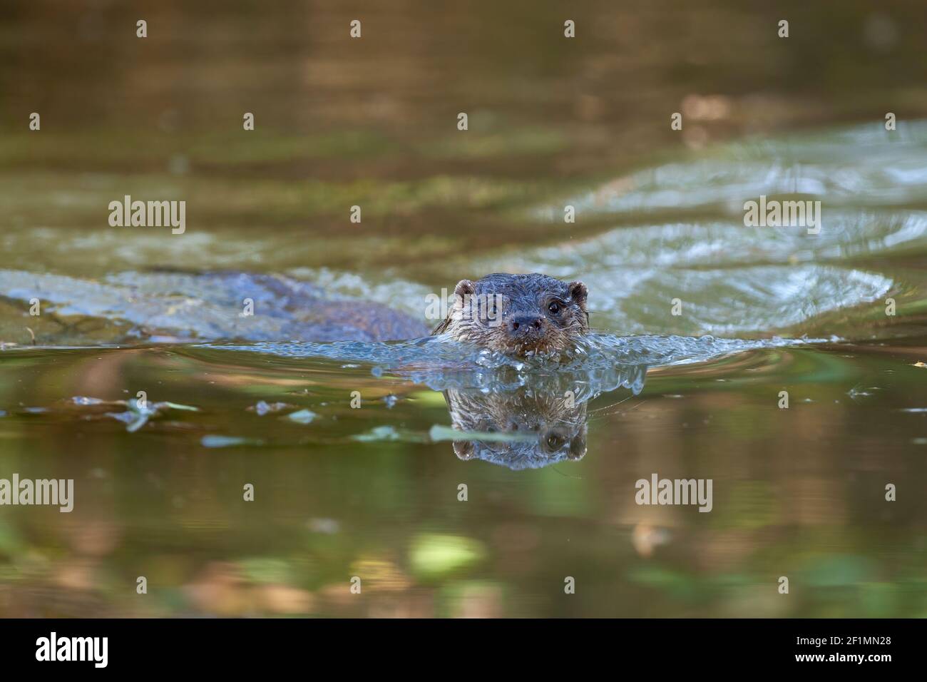 Loutre européen (Lutra lutra), captif, Royaume-Uni Banque D'Images