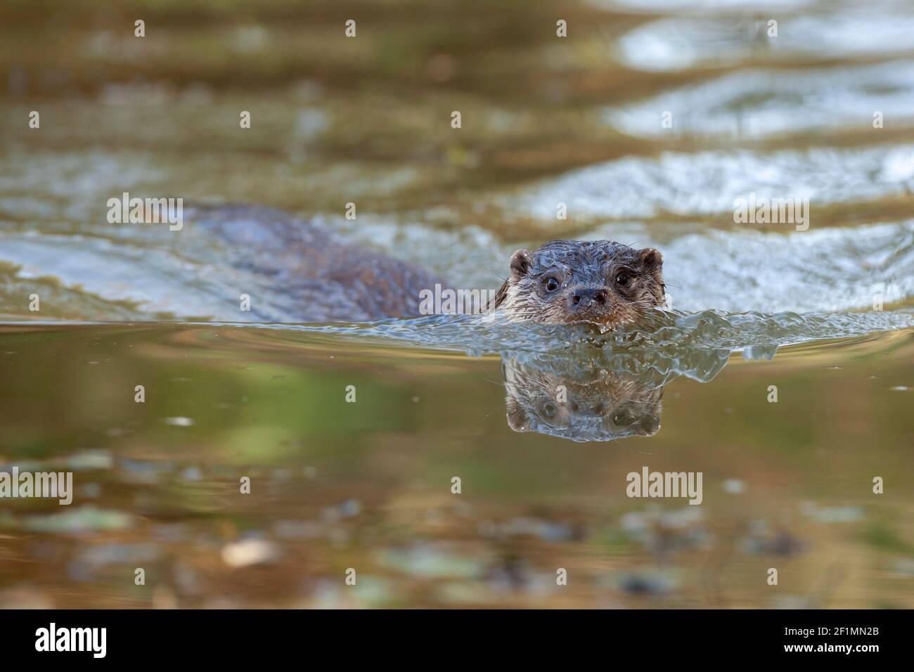 Loutre européen (Lutra lutra), captif, Royaume-Uni Banque D'Images