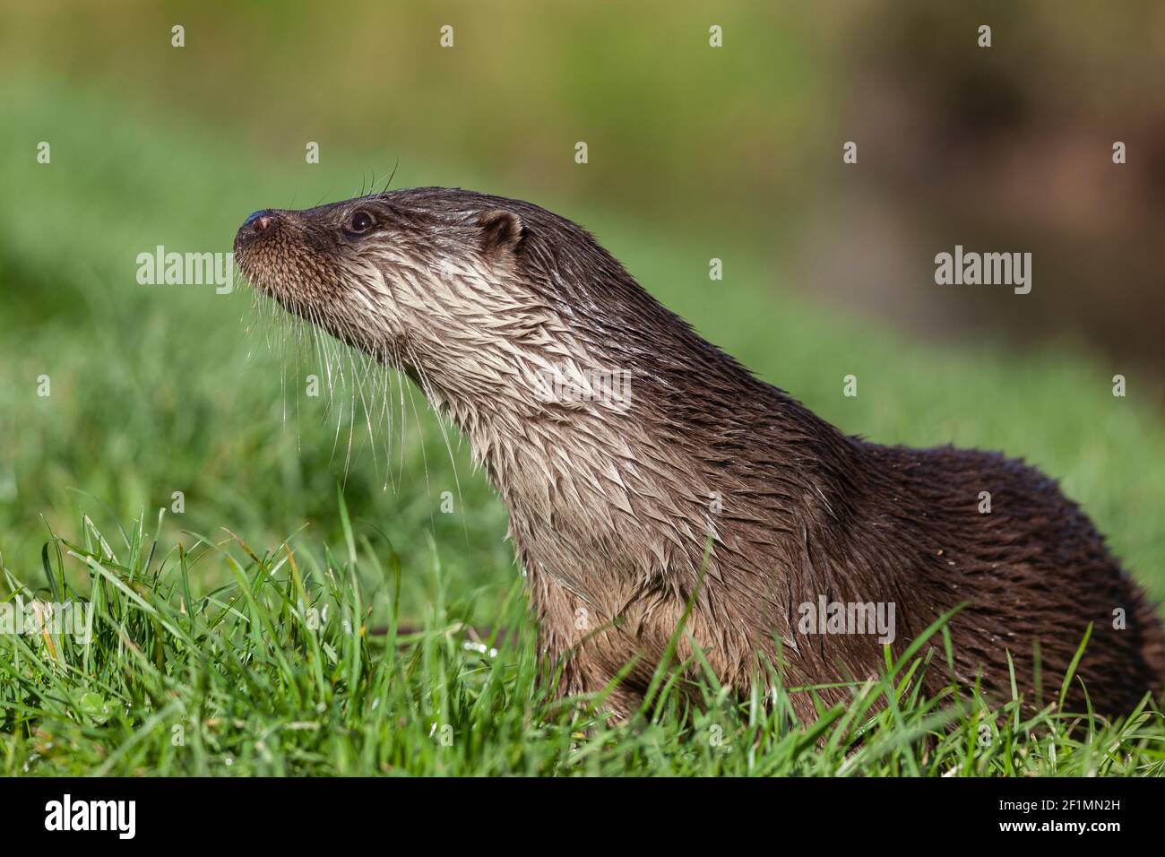 Loutre européen (Lutra lutra), captif, Royaume-Uni Banque D'Images