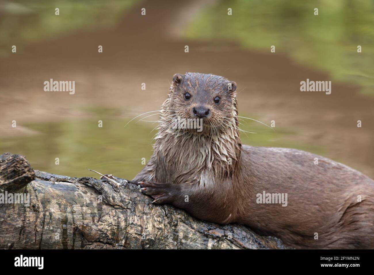 Loutre européen (Lutra lutra), captif, Royaume-Uni Banque D'Images