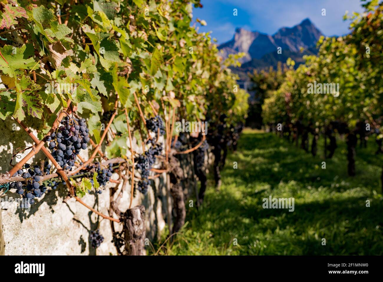 Gros plan de raisins Pinot Noir très mûrs dans un petit vignoble dans les montagnes Banque D'Images