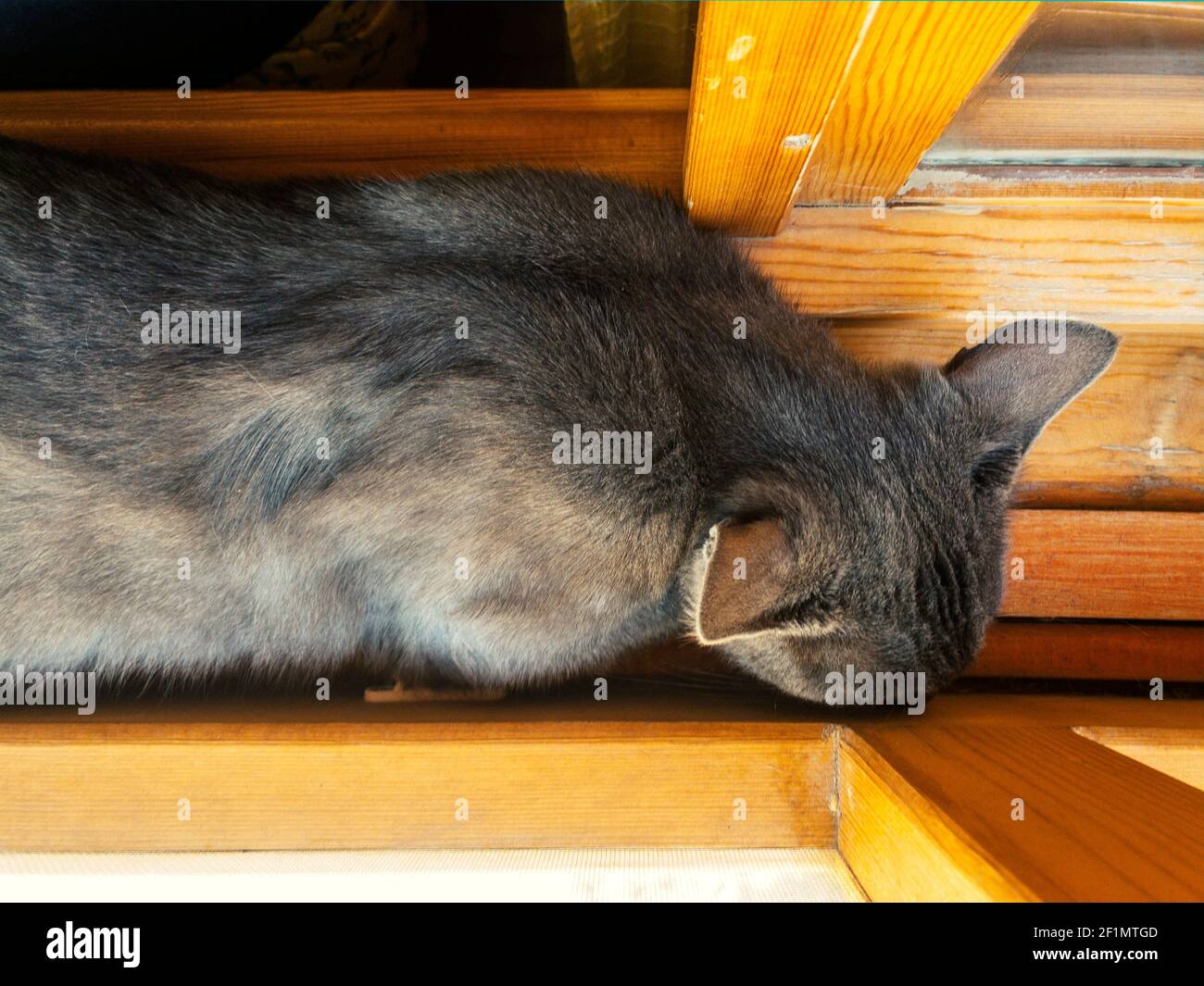 Vue de dessus d'un chat gris endormi à l'intérieur d'un rebord de fenêtre en bois par une journée ensoleillée. Banque D'Images