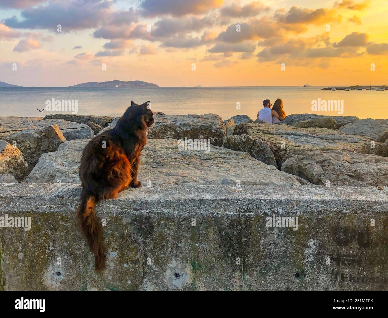 Gros plan sur un chat assis sur les rochers au bord de la mer et profitant du coucher du soleil. Un jeune couple qui s'embrasse et parle à côté de la mer. Vue romantique en soirée Banque D'Images
