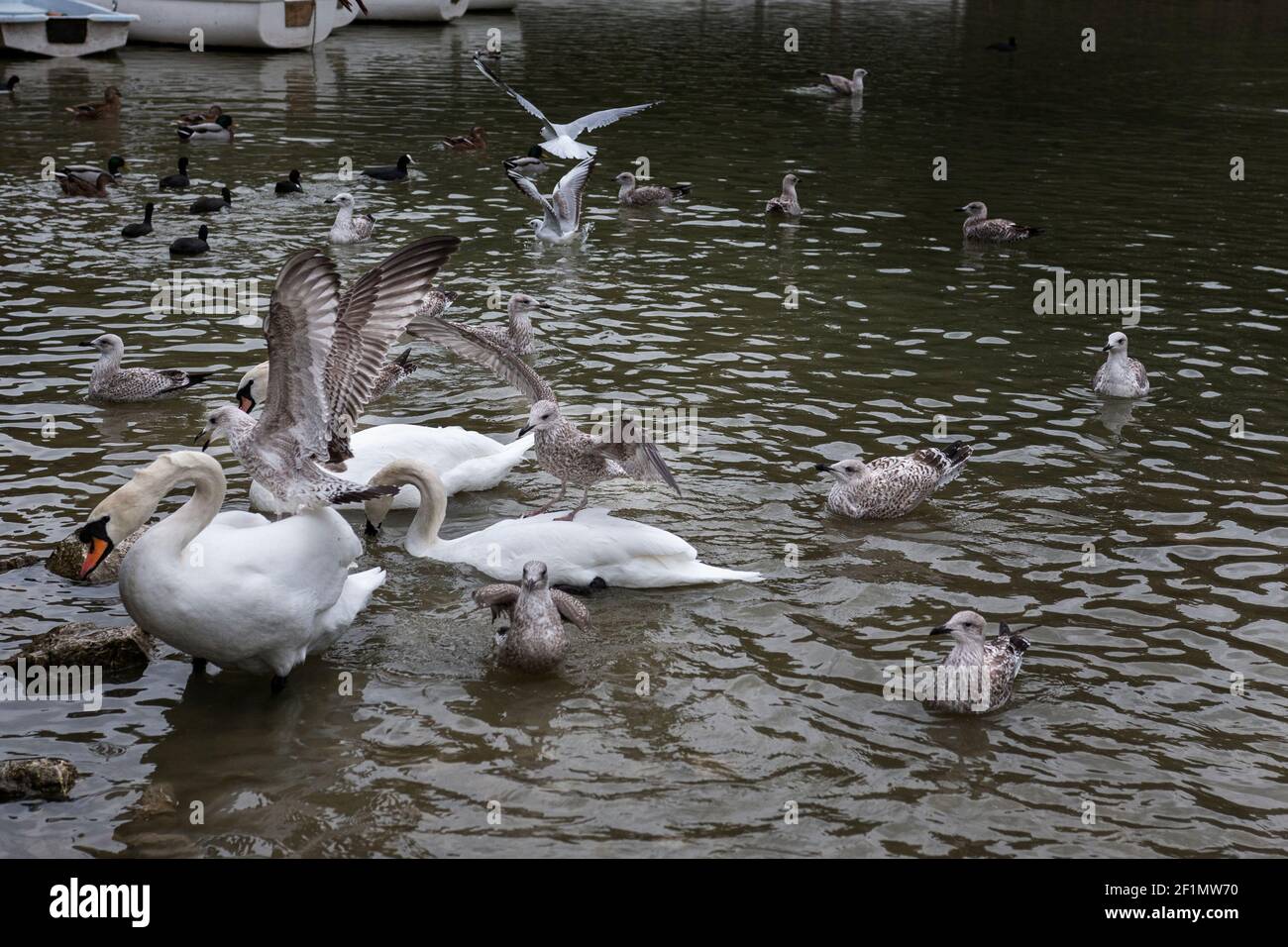 Cygnes et goélands nourrissant le lac de Swanbourne, Arundel, avec les goélands qui atterrissent sur les cygnes Banque D'Images