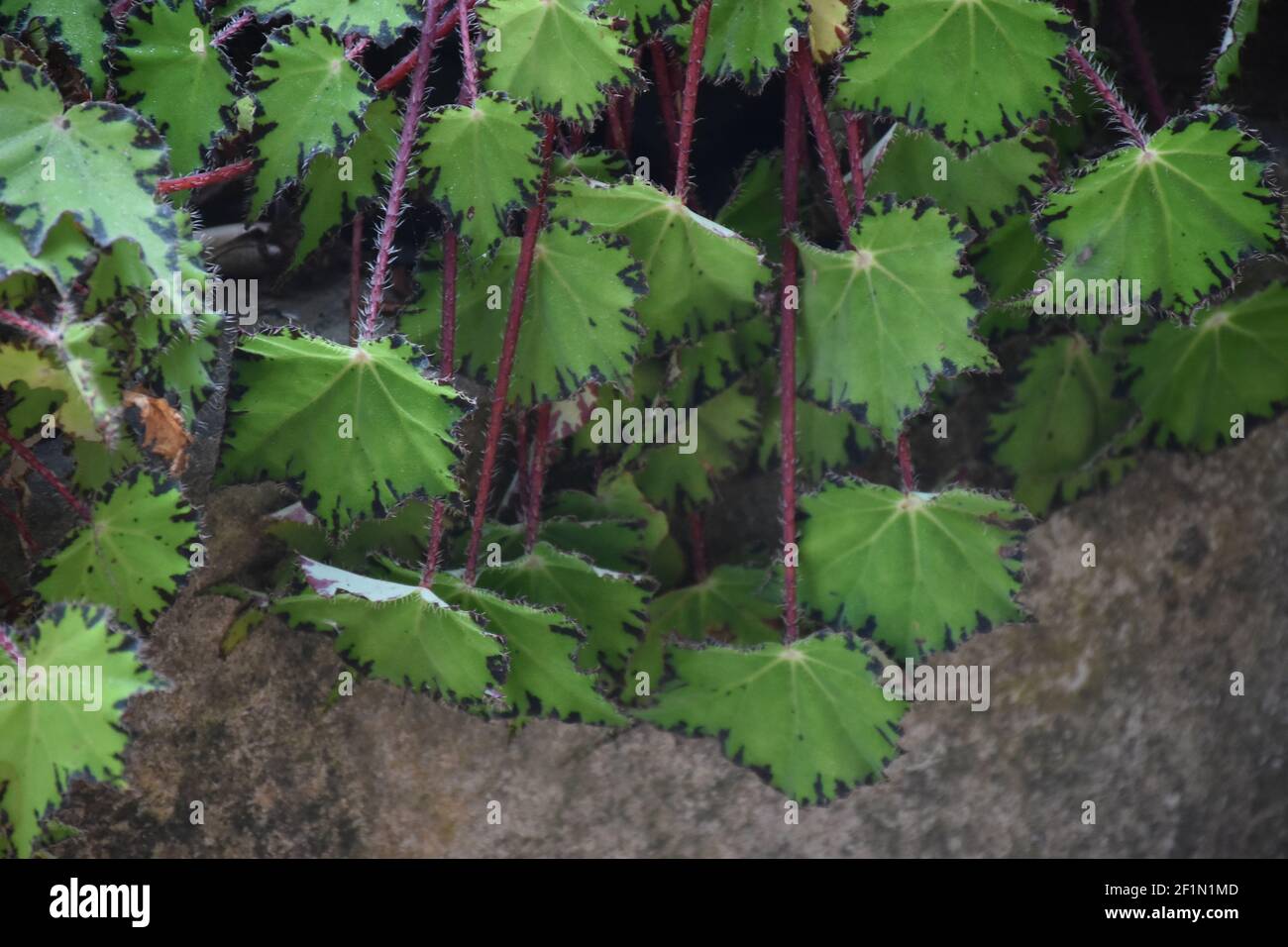 Feuilles vertes épineuses avec tige rouge Banque D'Images