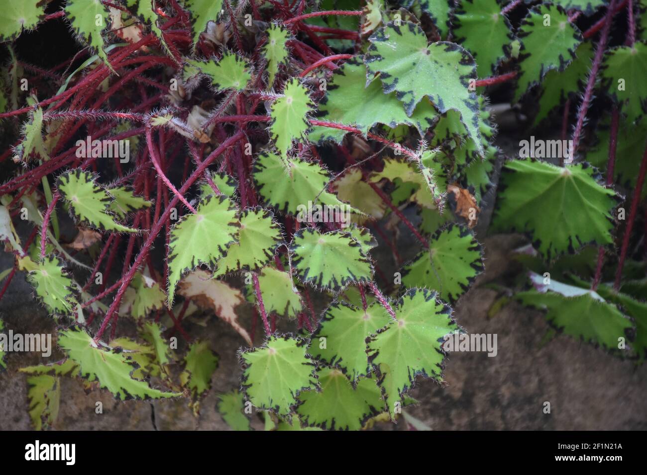 Feuilles vertes épineuses avec tige rouge Banque D'Images
