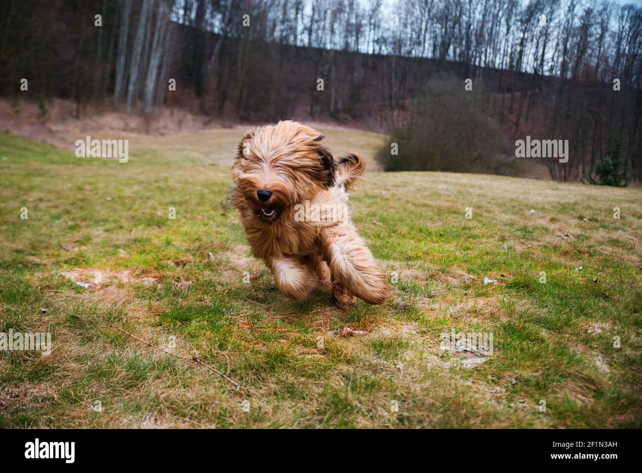 Le jeune chien tawny briard (berger français) court rapidement sur le pâturage. Banque D'Images