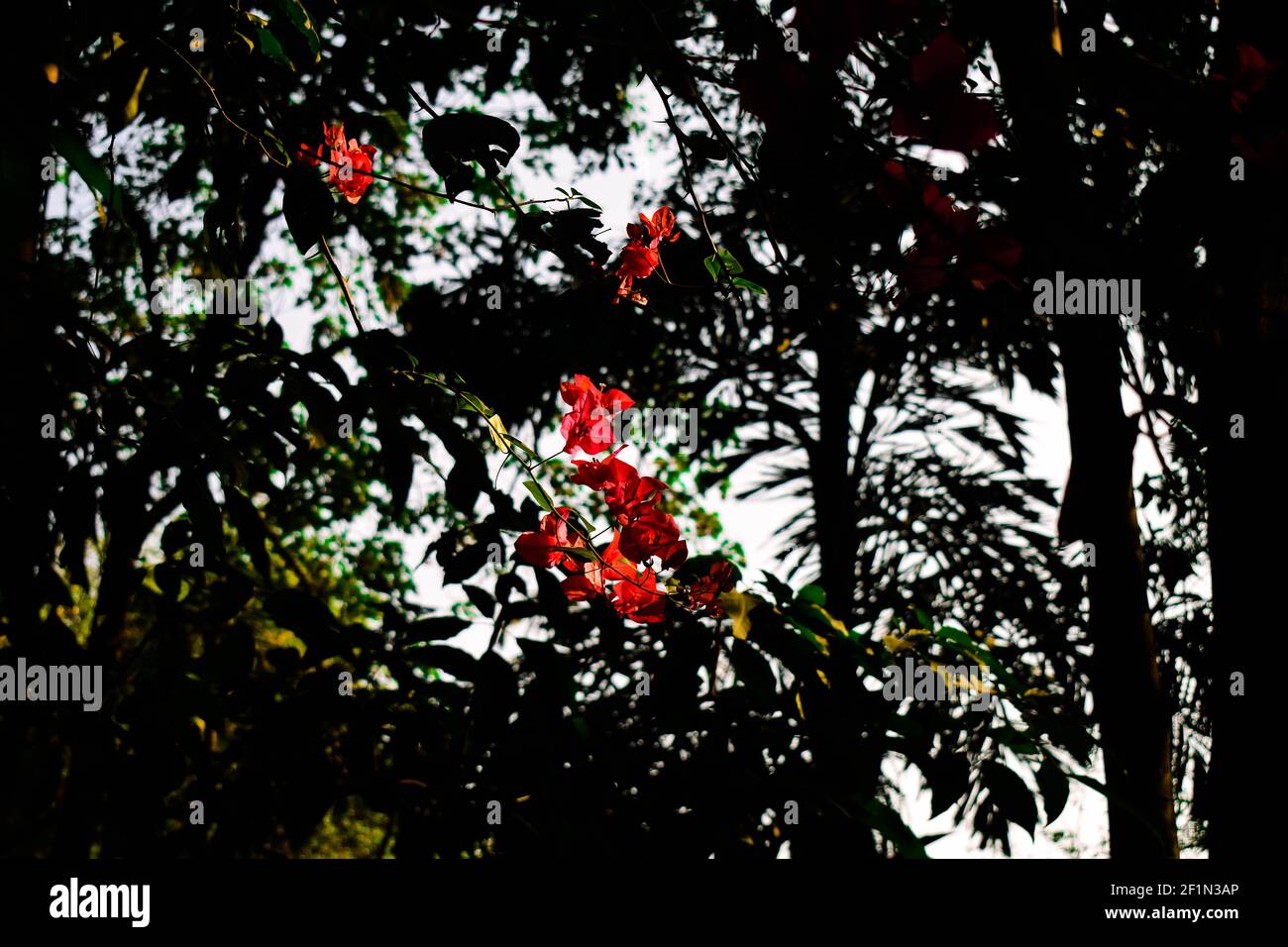 Fleurs en papier rose rougeâtre avec feuilles vertes tout autour Banque D'Images