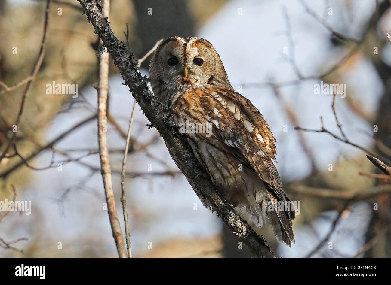 Hibou de Tawny, Strix aluco, assis dans un arbre. Contact avec les yeux. Banque D'Images