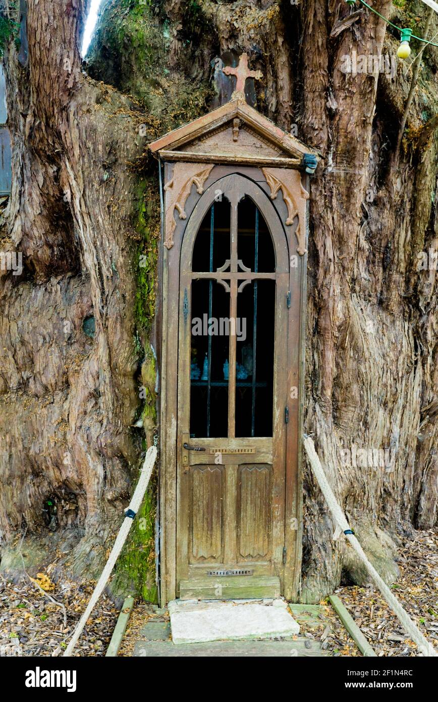 Vue sur la chapelle à l'intérieur de l'ancien yew géant La Haye-de-Routot Banque D'Images