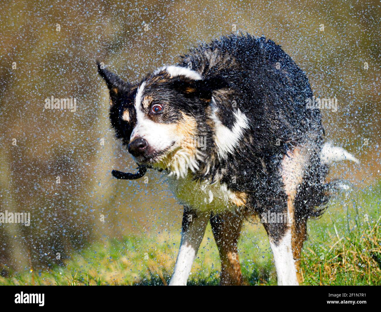 Chien secouant l'eau du manteau après une baignade, Royaume-Uni Banque D'Images