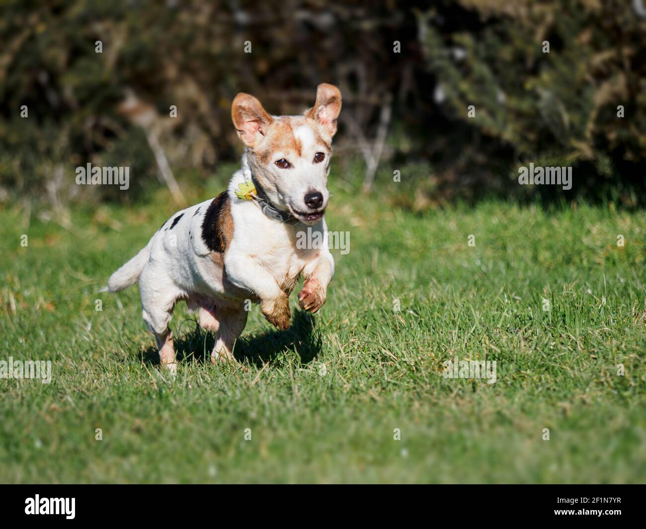 Old Jack Russell Dog Running, Royaume-Uni Banque D'Images