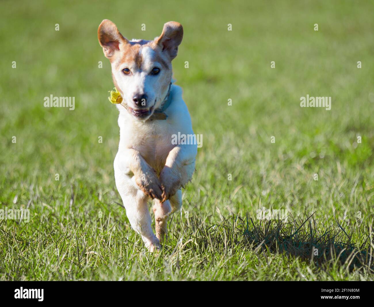 Old Jack Russell Dog Running, Royaume-Uni Banque D'Images