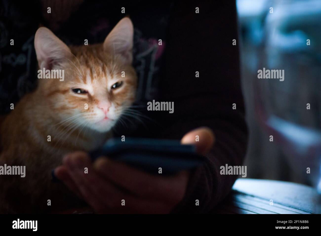Drôle de chaton rouge dans la lumière du téléphone mobile, dans la main humaine Banque D'Images