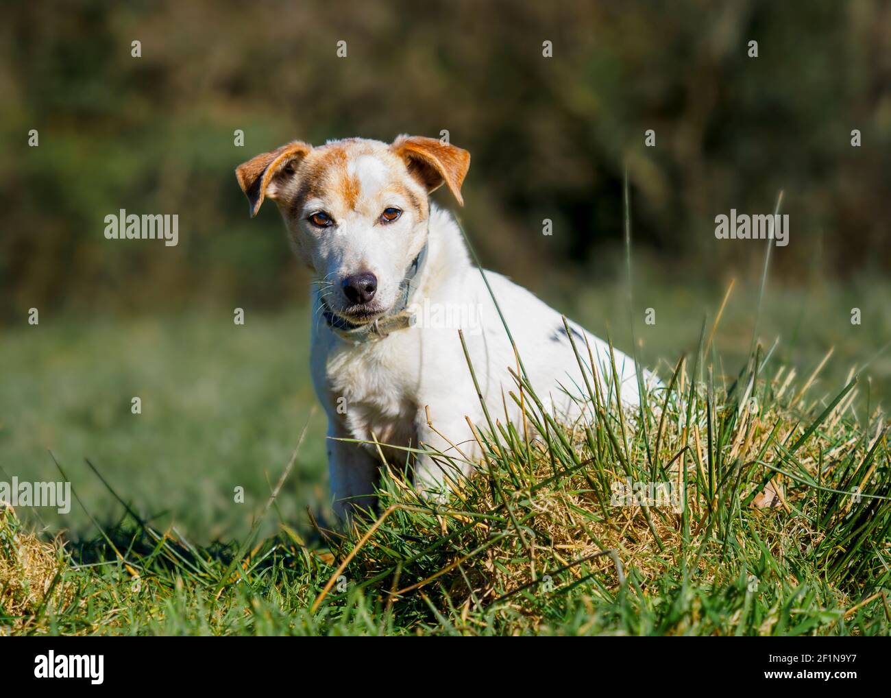 Chien Old Jack Russell, Royaume-Uni Banque D'Images