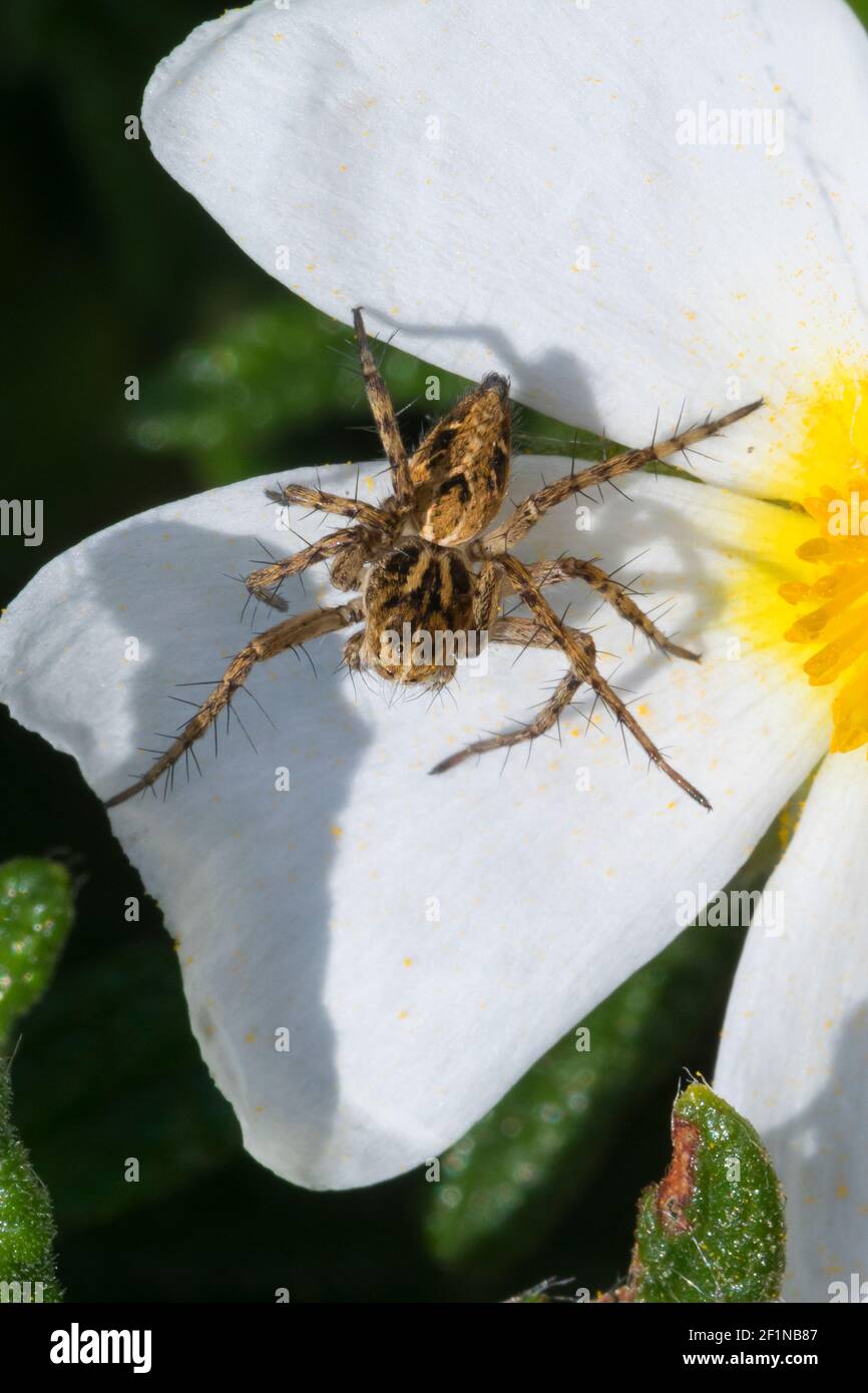 Luchssspinne, Luchs-Spinne, Weibchen lauert auf einer Blüte auf Beute, Oxyopes cf. Hetophthalmus, Lynx Spider, femelle, Luchsspinnen, Oxyopidae, Schar Banque D'Images