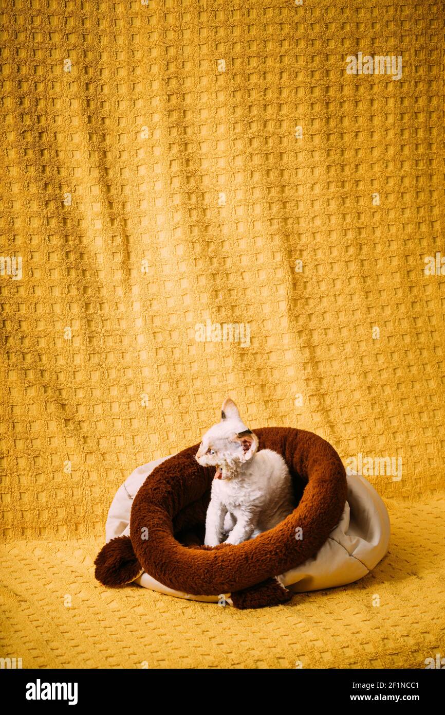 Drôle jeune petit blanc Devon Rex Kitten Kitty reposant dans un lit à sac chaud. Chat à poil court de race anglaise sur fond de Plaid jaune. Shorthair Banque D'Images