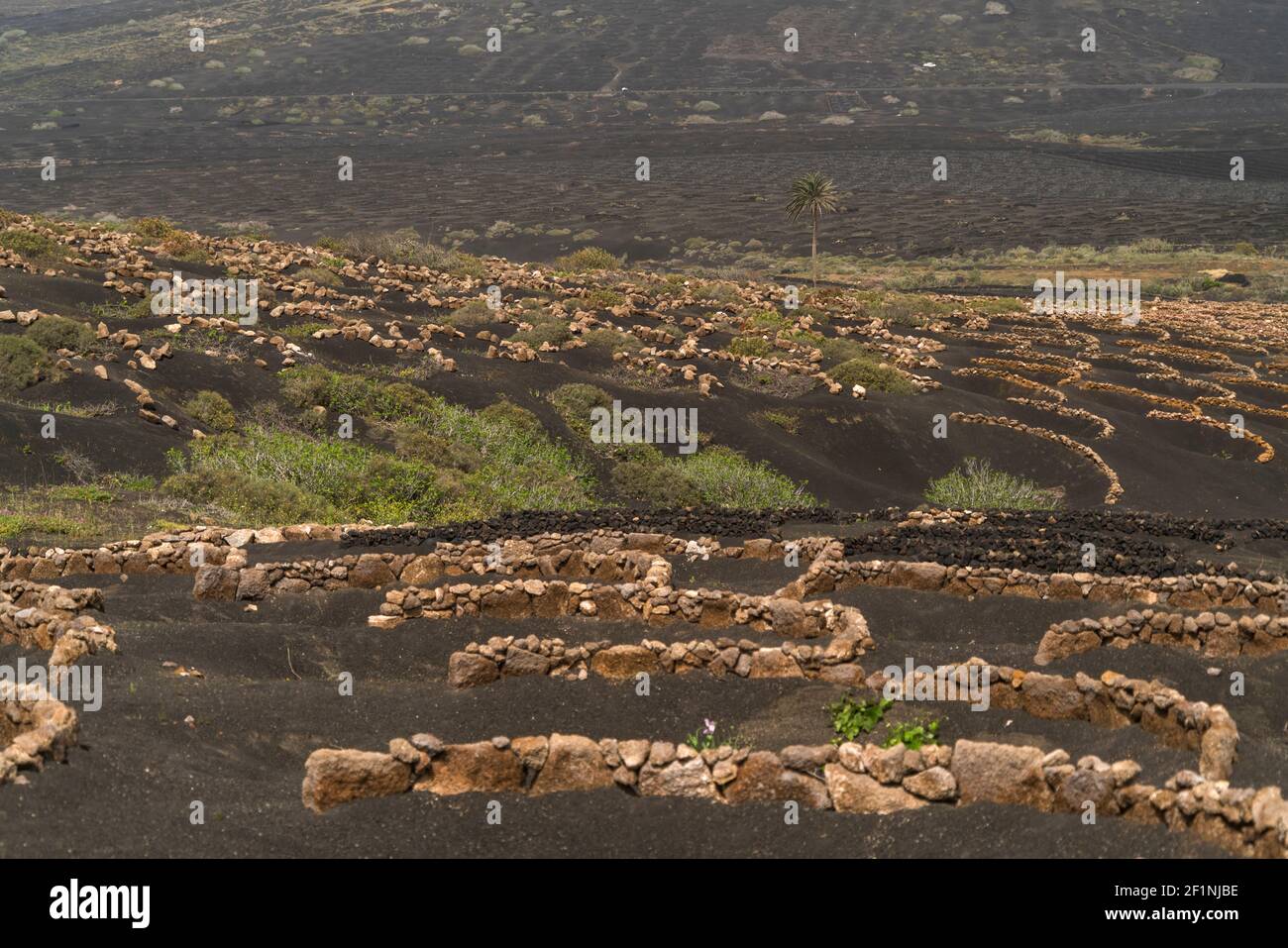 Landschaft mit Trockenfeldbau von Wein BEI la Geria, Insel Lanzarote, Kanarische Inseln, Spanien | Paysage avec culture viticole des terres arides près de la Geria Banque D'Images